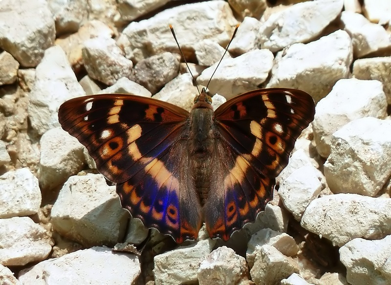 Una rarit????? Apatura ilia (f. ilia)